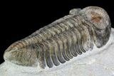 Pedinopariops Trilobite - Beautiful Shell Coloration #108689-5